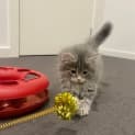 Photo of Fern