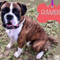 Photo of Rambo