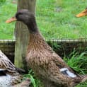 Photo of Mildred