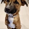 Photo of Brownie