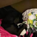 Photo of Midnight