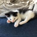 Photo of 🐈 Sikan Aka Little Guy 🐈