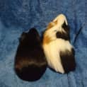 Photo of Edison & Jeffrey