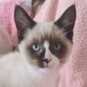 Photo of Marshmallow