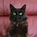 Photo of Batman