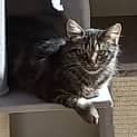 Photo of Star