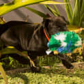 Photo of Willow   11 Week Old Shar Pei X (Trial)