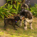 Photo of Willow   11 Week Old Shar Pei X (Trial)