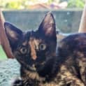 Photo of Myrtle