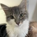 Photo of Tasha Located In East Bentleigh