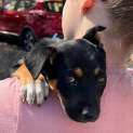 Photo of Freya