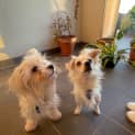 Photo of Bobby 9 Month Old Maltese X (Trial)