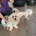 Photo of Bobby 9 Month Old Maltese X (Trial)