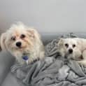 Photo of Bobby 9 Month Old Maltese X (Trial)