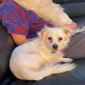 Photo of Nixon   4 Year Old Pomeranian (Trial)