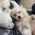 Photo of Nixon   4 Year Old Pomeranian (Trial)