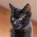 Photo of Mystic