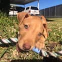 Photo of Sully