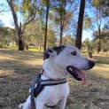 Photo of Blaze