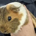 Photo of Chunky