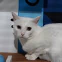 Photo of Catrick Swayze