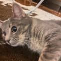 Photo of Zelda