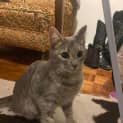 Photo of Zelda