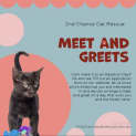 Photo of Kiyomi **2nd Chance Cat Rescue**