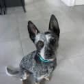 Photo of Rusty