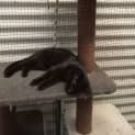 Photo of Stripes