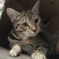 Photo of Tiger