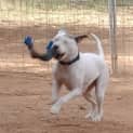 Photo of Bailey Girl