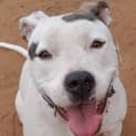 Photo of Bailey Girl