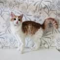 Photo of Benjamin Located In Northcote