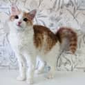 Photo of Benjamin Located In Northcote