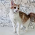 Photo of Benjamin Located In Northcote