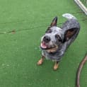 Photo of Bluey