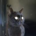 Photo of Dexta