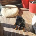 Photo of Angel   14 Week Old Kelpie X