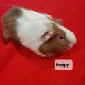 Photo of Poppy 