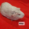 Photo of Midge