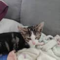 Photo of Roxy