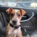 Photo of Ginger
