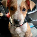 Photo of Ginger