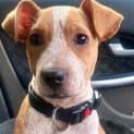 Photo of Ginger
