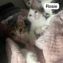 Photo of Rosie