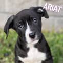 Photo of Ariat