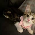 Photo of Abby