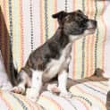 Photo of Maia