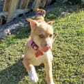 Photo of Nala